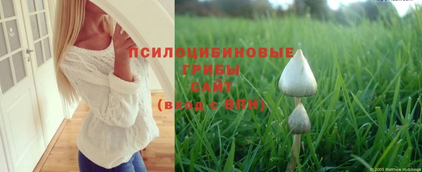 прущие грибы Балахна