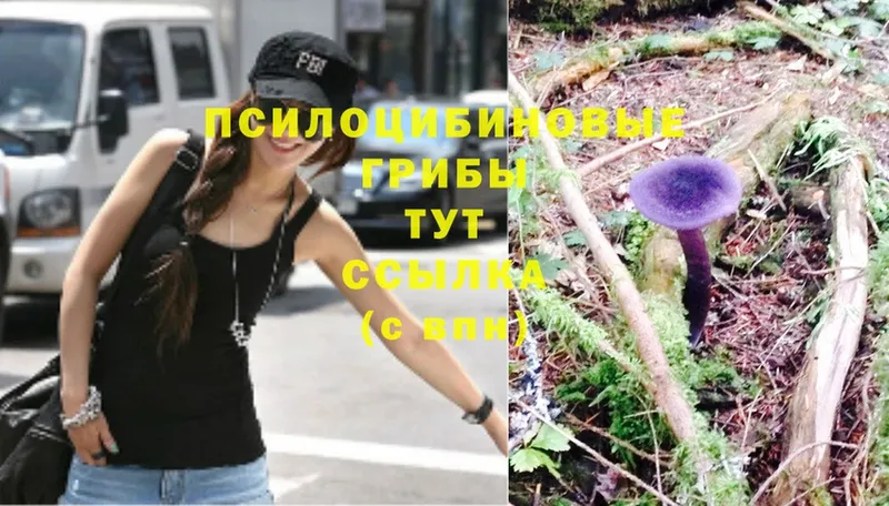 мега как зайти  Верхоянск  Галлюциногенные грибы Psilocybe 